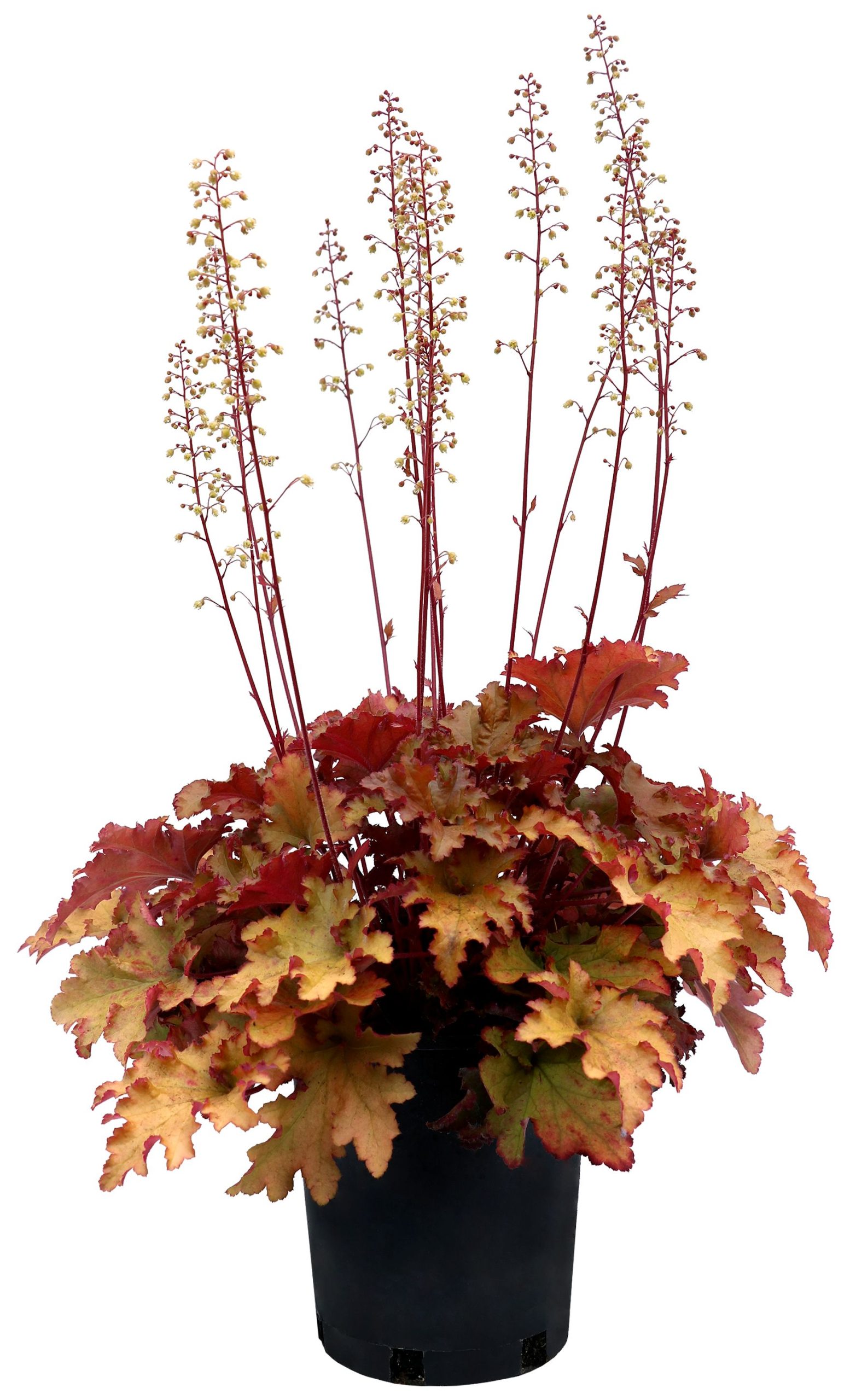 Heuchera villosa Marmalade