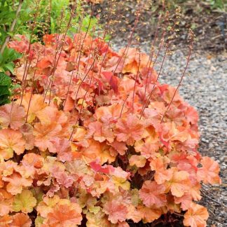 Heuchera Northern Exposure Amber