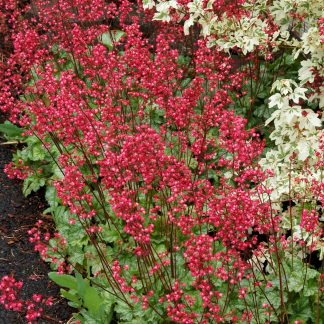 Heuchera sanguinea Paris
