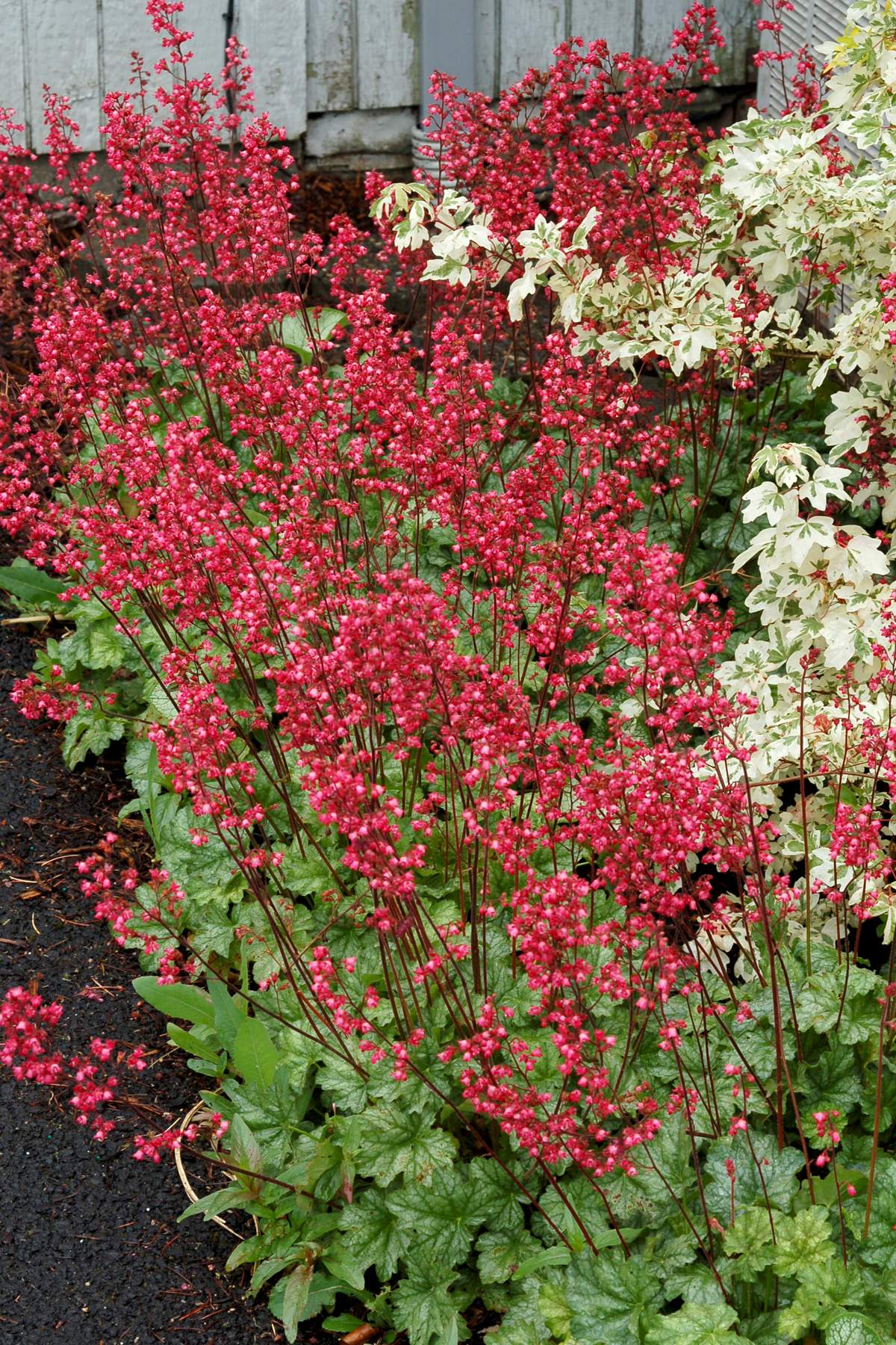 Heuchera sanguinea Paris