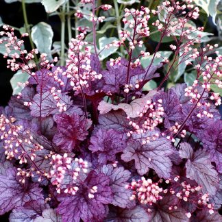 Heuchera x cultorum Shanghai