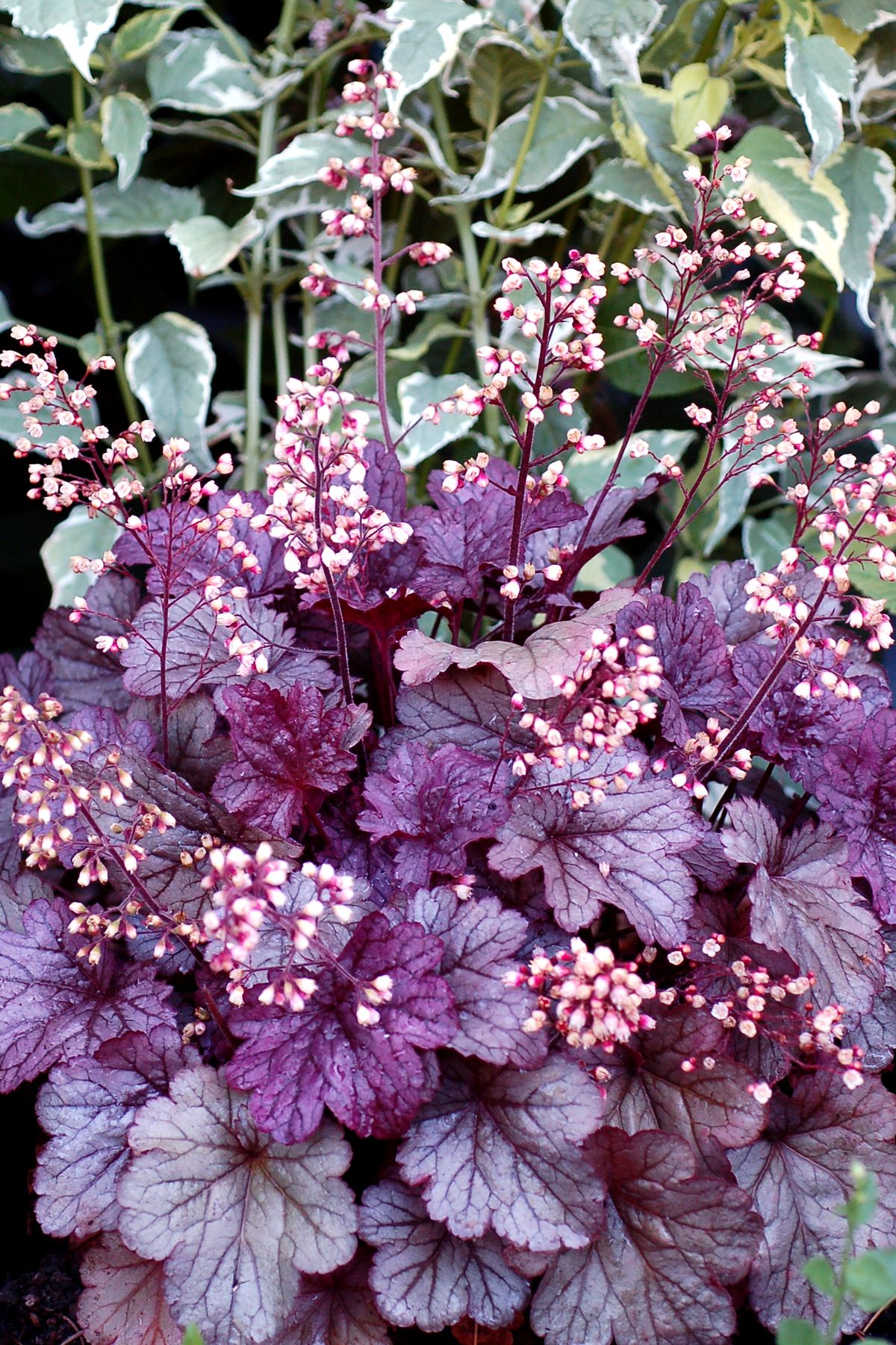 Heuchera x cultorum Shanghai