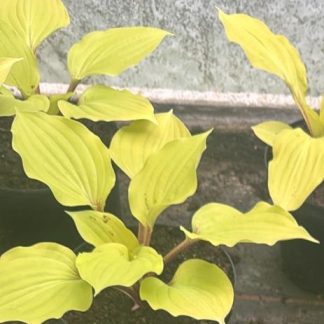 Hosta x cultorum 'Fire Island'