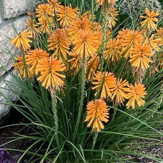 Kniphofia Poco™ Orange