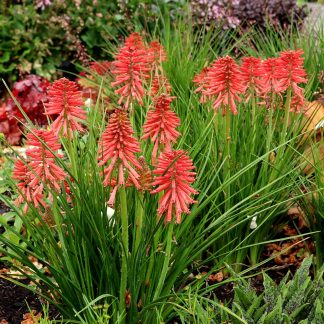 Kniphofia Poco™ Red