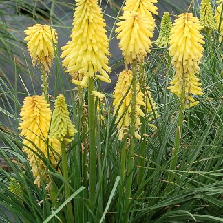 Kniphofia Poco™ Yellow