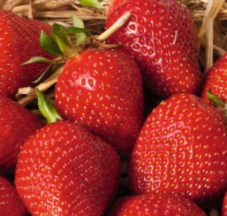 Fragaria ananasa Malwina (spät)