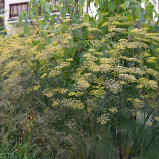 Foeniculum vulgare Fenchel